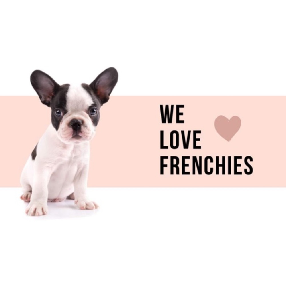 ISO or Seller French Frenchie Bulldog Puppy Love